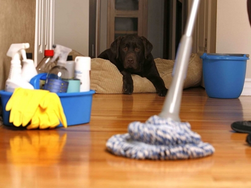 Pet Stain & Odor Removal Service in New York, Brooklin, Manhattan, Bronx, Queens.