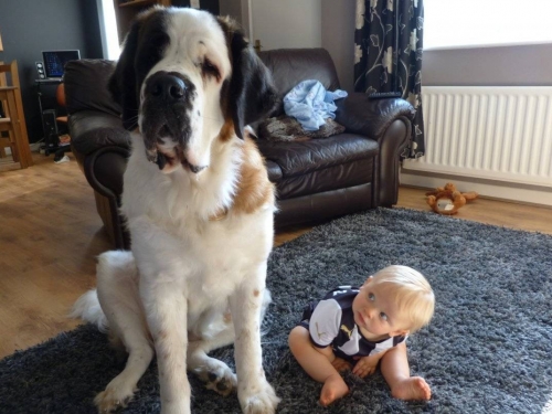Pet Stain & Odor Removal Service in New York, Brooklin, Manhattan, Bronx, Queens.
